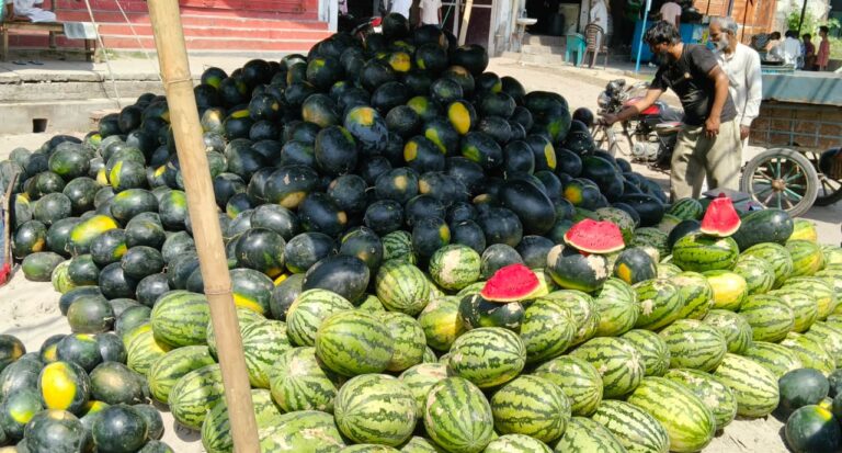 गर्मी बढ़ने के साथ नगर में बढ़ गई तरबूज की आमद,खूब खाएं मगर रखें सेहत का ध्यान